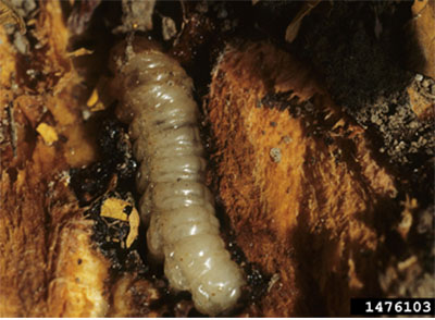 Fig. 14A: Photograph of a peachtree borer larva.